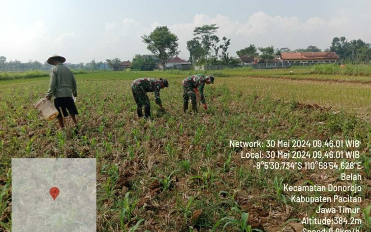 Pemupukan tanaman jagung petani wilayah desa binaan 