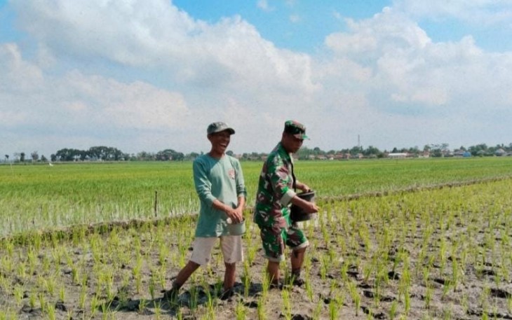 Pemupukan tanaman petani wilayah desa binaan 
