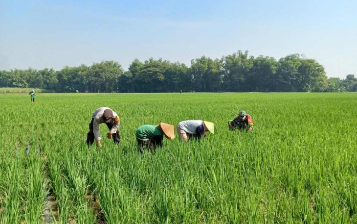 Penyiangan gulma persawahan wilayah desa binaan 