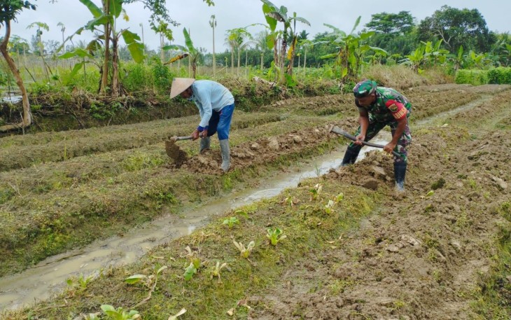 Babinsa Koramil 1710-02/Timika Bantu Petani di Wilayah Binaan Menyiapkan Lahan Pertanian 