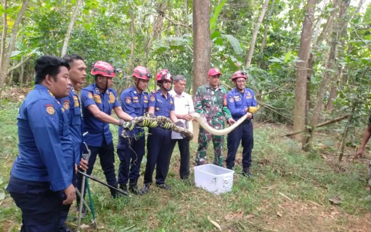 Penangkapan ular piton di wilayah desa binaan 