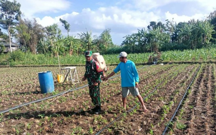 Penyemprotan tangani hama ulat jagung di wilayah desa binaan 