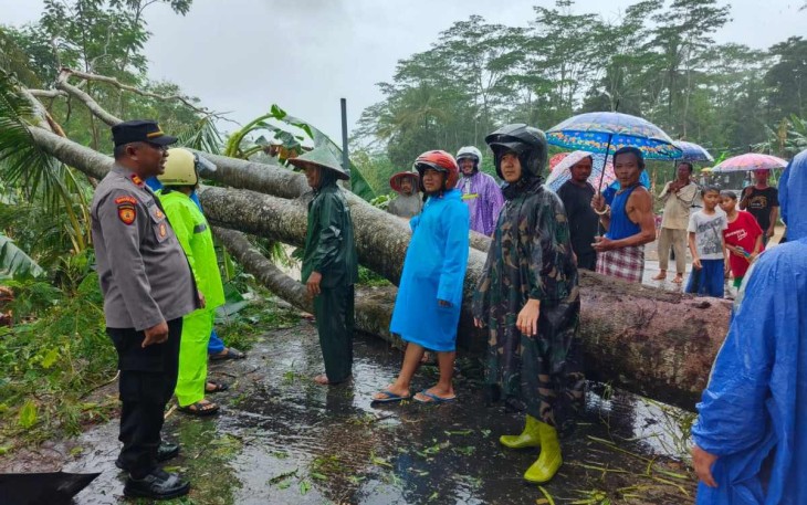 Evakuasi pohon tumbang di jalan 