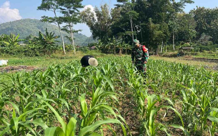 Penyemprotan tanaman petani desa binaan 