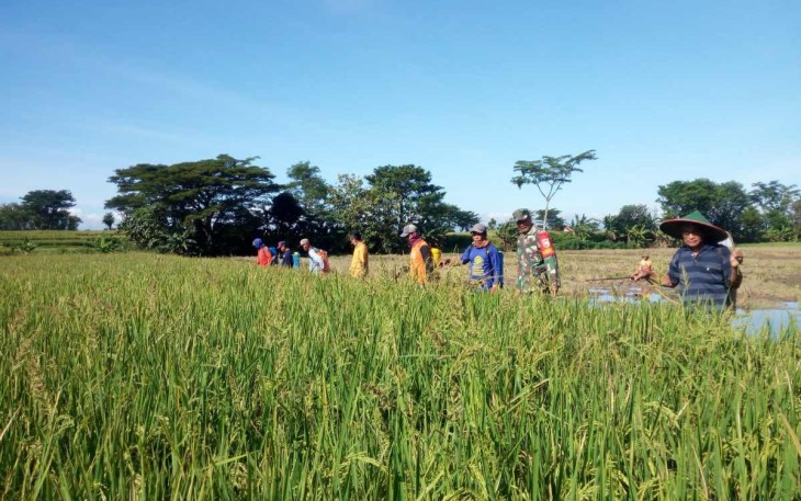 Penyemprotan hama bersama petani desa binaan 