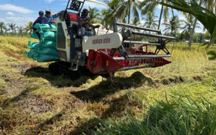 Panen Padi di Sumsel Optimal