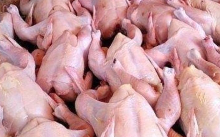 Ilustrasi ayam potong fresh