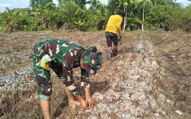 Babinsa Koramil Mapurujaya Rutin Bantu Petani Dalam Menggarap Lahan Pertanian