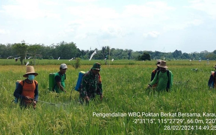 Babinsa Koramil 1002-02/Batang Alai Utara HST saat Bantu Petani Semprot Hama Wereng