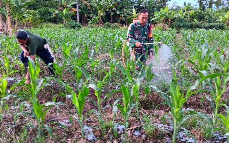 Babinsa Koramil 1710-07/Mapurujaya Bersama Petani Laksanakan Penyemprotan Pestisida di Tanaman Jagung