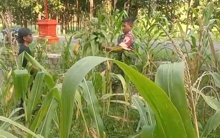 Babinsa Bantu Petani Merawat Tanaman Jagung