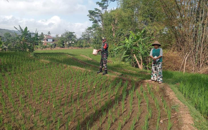 Babinsa Kodim Ponorogo Bantu Petani Pupuk Tanaman Padi 