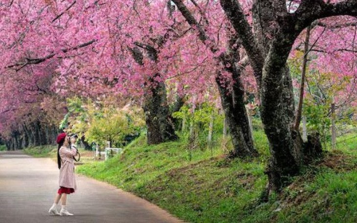 Ilustrasi mekarnya bunga sakura di Jepang