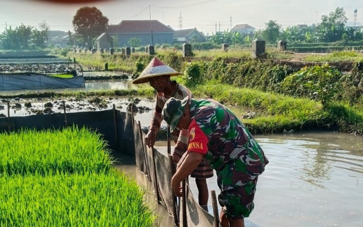 Babinsa Desa Wajaklor Serka Adi Kuswantoro, anggota Koramil Tipe B 0807/02 Boyolangu, melaksanakan pendampingan pemasangan seng pelindung benih padi di lahan sawah milik petani warga binaan, anggota Pok Tani Sri Rejeki 2, Desa Wajaklor, Kecamatan Boyolangu, Kabupaten Tulungagung, Jawa Timur, Sabtu (30/08/2025)
