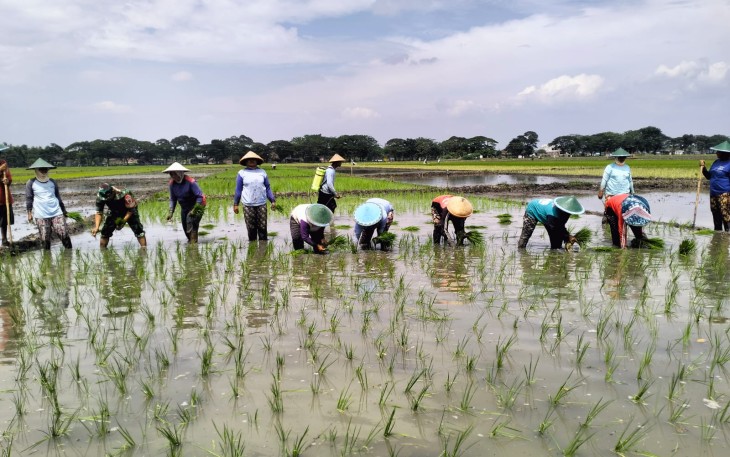 Kegiatan tanam padi di Desa Purwosari Kec. Kwadungan Kab. Ngawi, Kamis (2/1/2025).