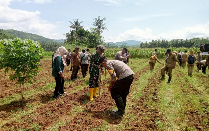 Tanam Jagung Sejuta Hektar