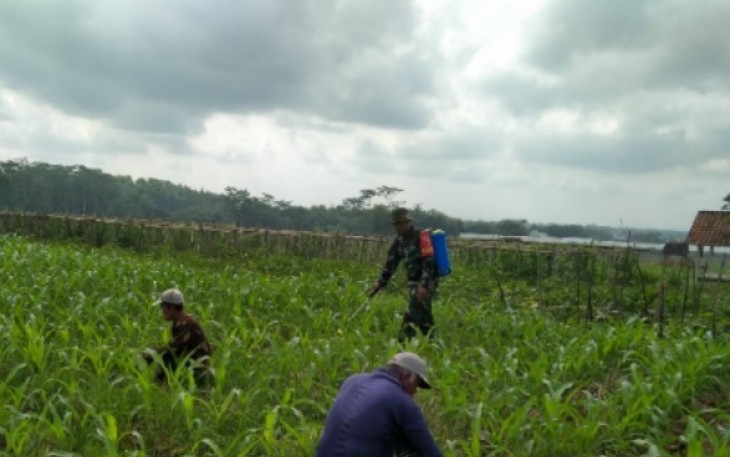 Serka Harianto Bantu Semprot Jagung