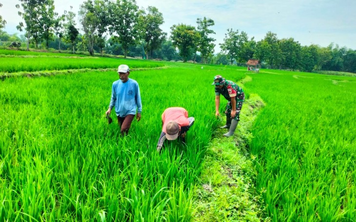 Babinsa Desa Prambon saat Dampingi Petani Bersihkan Rumput Liar di Sawah