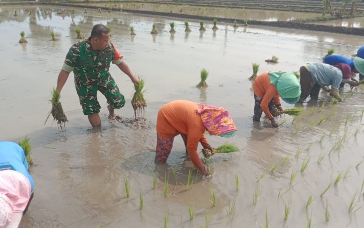 Babinsa Kodim Ponorogo Bantu Tanam Padi