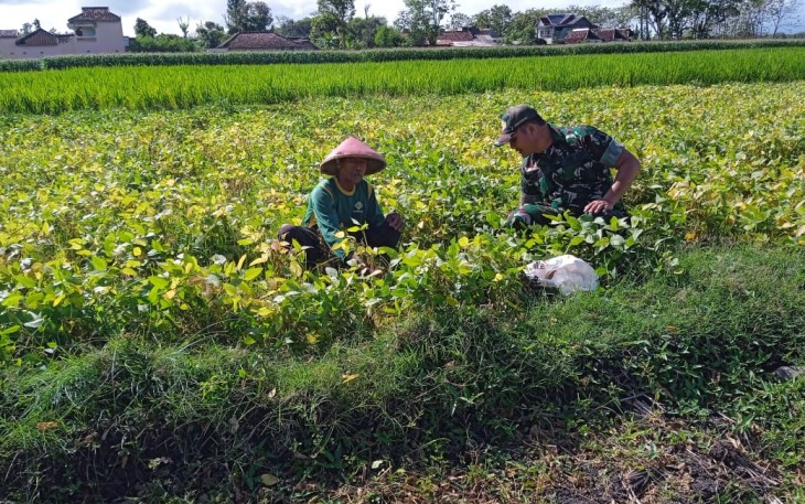 Babinsa Kodim Ponorogo Dampingi Petani Rawat Tanaman Kedelai 