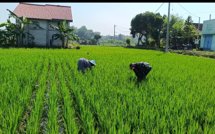 Babinsa Koramil 14/Bringin Kodim 0805/Ngawi terus komitmen dalam rangka mendukung program ketahanan pangan