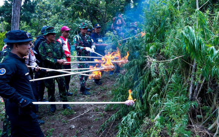 BNN RI Musnahkan 2 Hektare Lahan Ganja di Aceh Besar 