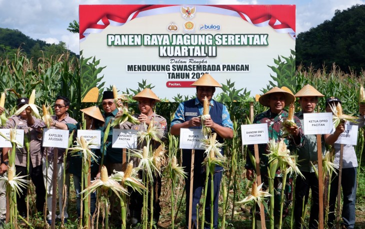 Dandim dan Unsur Forkompida Pacitan Ikuti Panen Raya Jagung Serentak Bersama Presiden RI