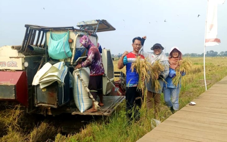 PGN-BRIN Berhasil Panen Perdana 116 Ton Padi Biosalin di Semarang
