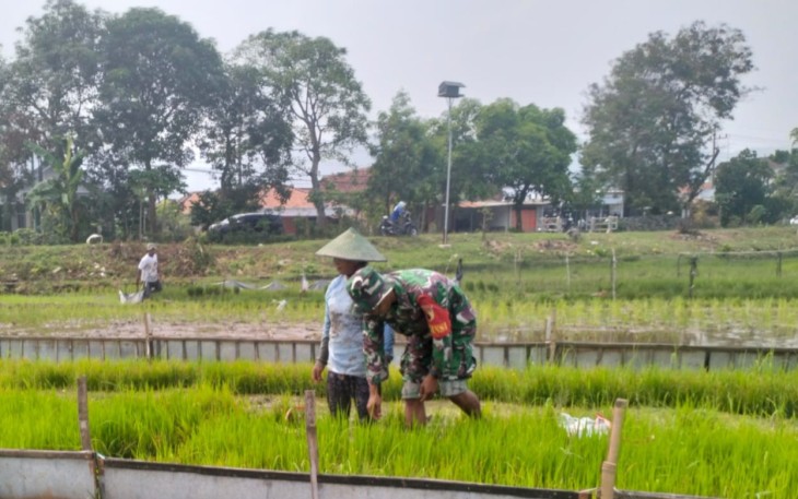 Babinsa Desa Pojok, Serda Yudi Riyanto saat Dampingi Petani Siapkan Bibit Padi