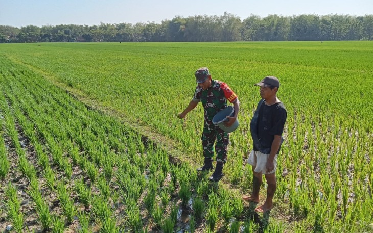 Babinsa Desa Sewulan saat Dampingi Pemupukan Padi Bersama Petani