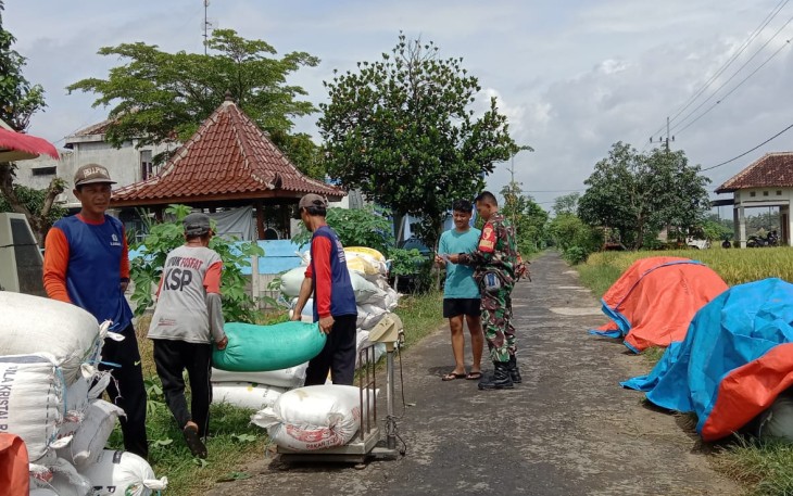Babinsa Kodim Ponorogo saaat lakukan Pendampingan Petani Panen Padi