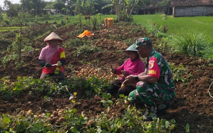Babinsa Koramil Jogorogo dan Petani saat Panen Ubi Jalar