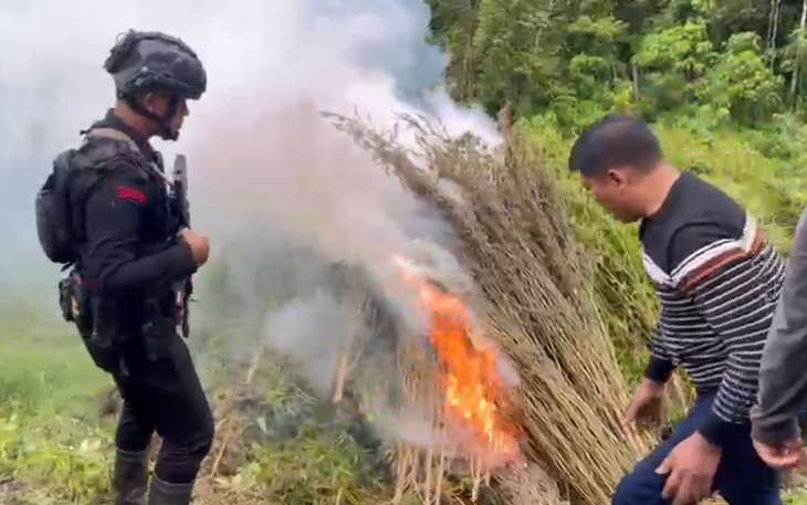 Operasi Pemusnahan 51,75 Hektare Ladang Ganja di Gayo Lues