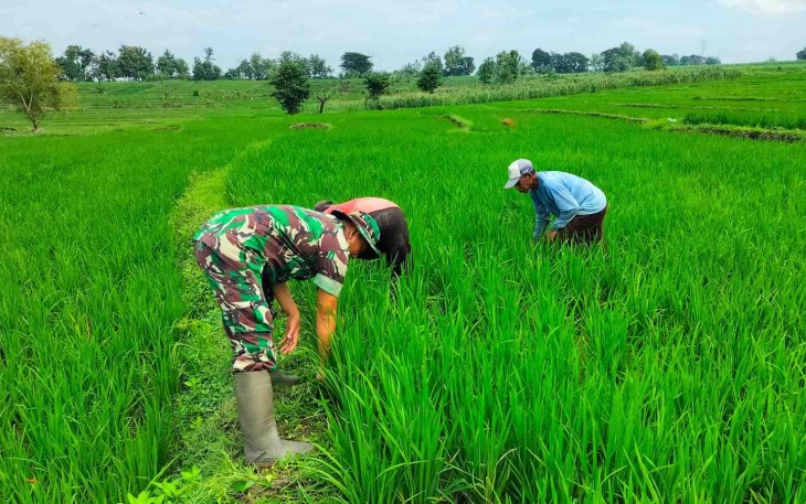 Pembersihan gulma areal persawahan petani wilayah desa binaan 