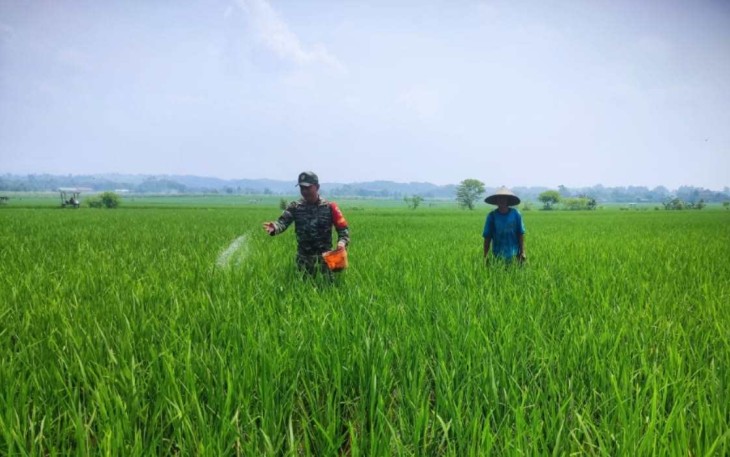 Pemupukan padi di wilayah desa binaan 
