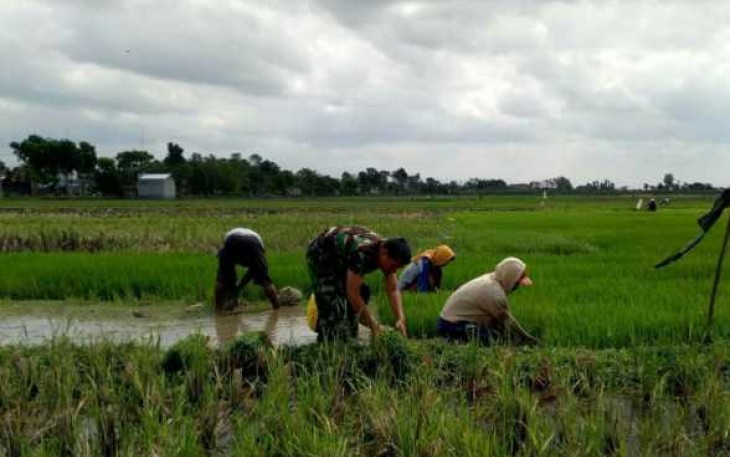 Serma Totok bantu petani desa binaan 