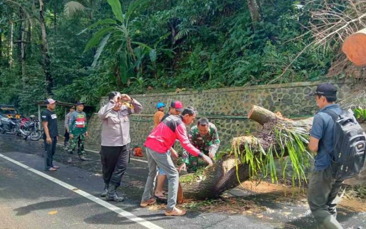 Evakuasi pohon tumbang di jalan 
