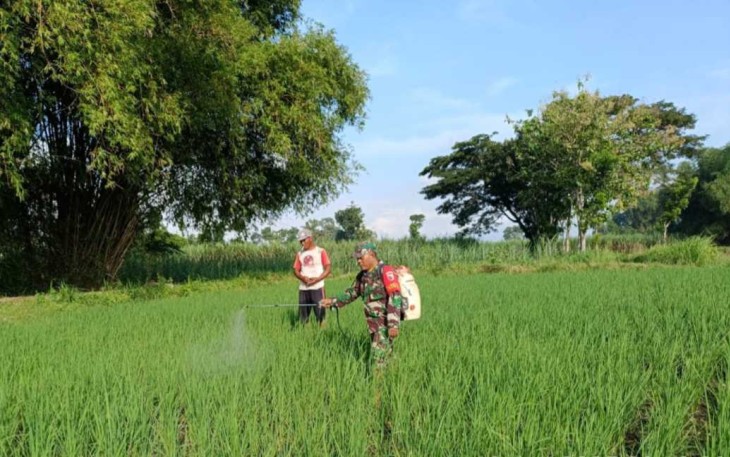 Penyemprotan pestisida d lahan pertanian warga binaan 