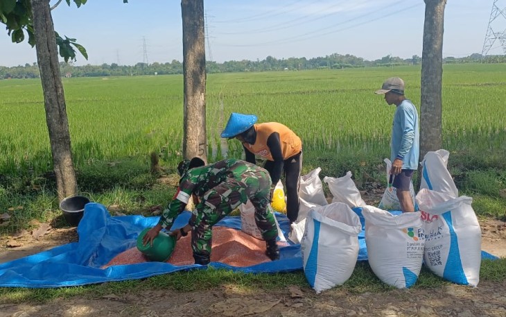 Pemupukan tanaman padi di wilayah desa binaan 
