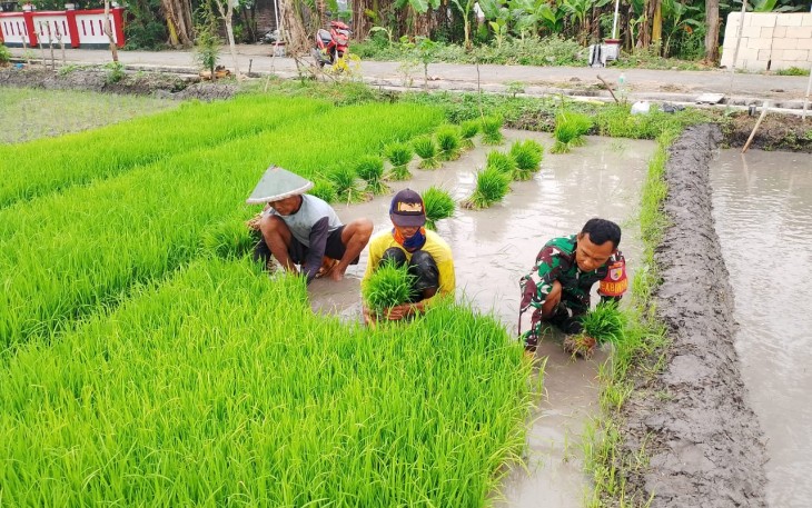 Babinsa Desa Kedungmaron Dampingi Penyiapan Bibit Padi