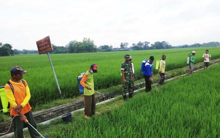 TNI Bersama Petani Berjuang Hadang Serangan Hama di Sawah Trenggalek