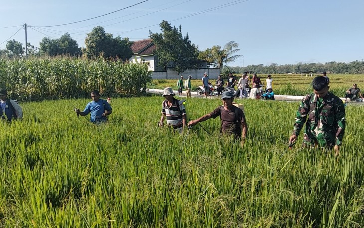 Babinsa Desa Glonggong Bersama PPL dan Kelompok Tani Laksanakan Penyemprotan Hama Wereng