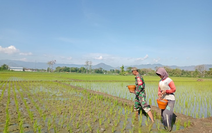 Babinsa Kodim Ponorogo Bantu Petani Pupuk Tanaman Padi 