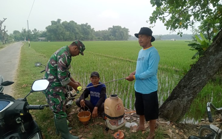 Babinsa Sidomulyo Dampingi Petani Laksanakan Penyemprotan Lahan Padi