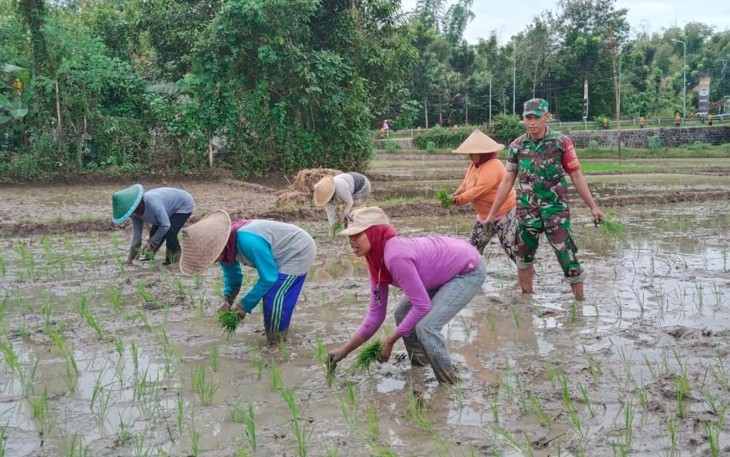 Babinsa Nglongsor, Serka Dwianto, anggota Koramil 0806-09/Tugu, Jumat (5/9/2025), turun langsung ke sawah bersama Kelompok Tani (Poktan) Sejahtera Desa Nglongsor