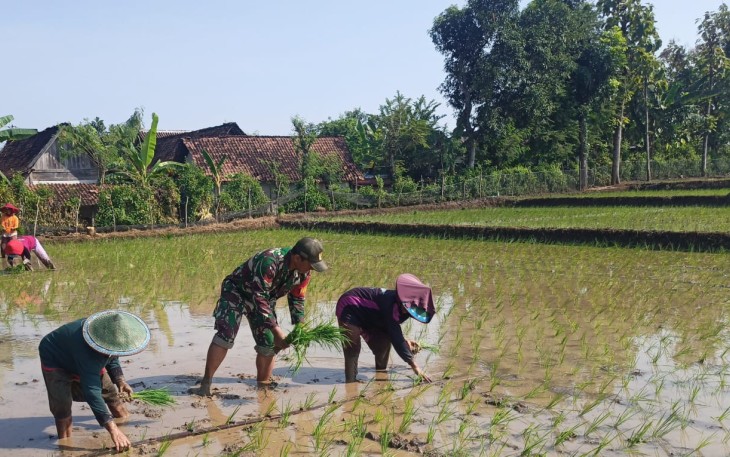 Babinsa Banyukambang Dampingi Petani Tingkatkan Hanpangan