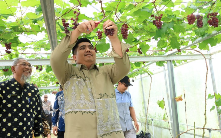 Bupati Bintan Roby Kurniawan melakukan panen perdana buah anggur di Screenhouse Tembeling