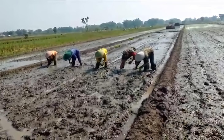 Bantu tanam padi warga binaan 