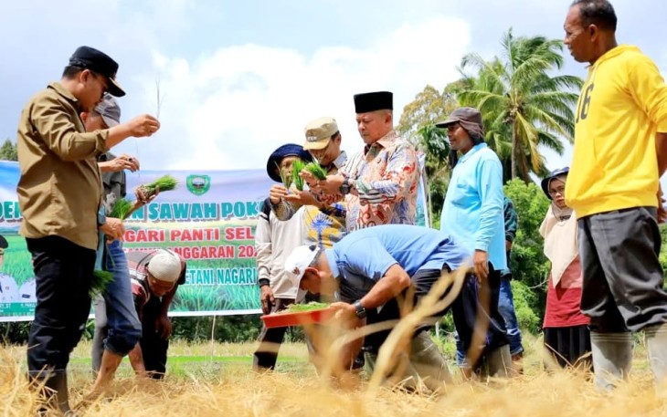 Bupati Pasaman, Welly Suhery, saat melakukan penanaman padi perdana tekhnologi SPM di Demplot Lahan SLP Sawah Pokok Murah di Jorong Tanjung Medan, Nagari Panti Selatan, Kecamatan Panti, Pasaman pada Kamis (6/11/2025)