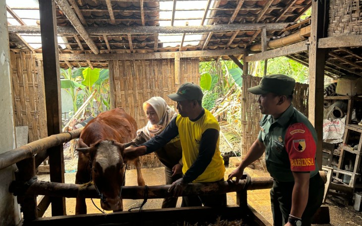 Babinsa Koramil Karangjati Bersama Petugas Kesehatan Hewan Sambangi Peternak Sapi 
